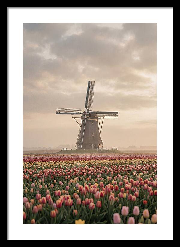 Dutch Windmill Among Tulips