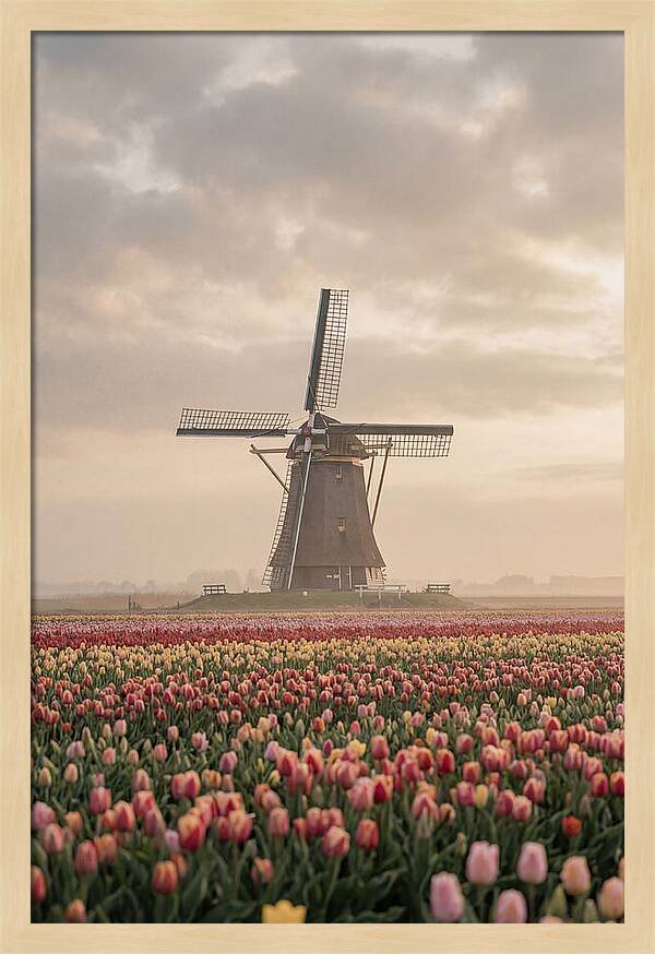 Dutch Windmill Among Tulips