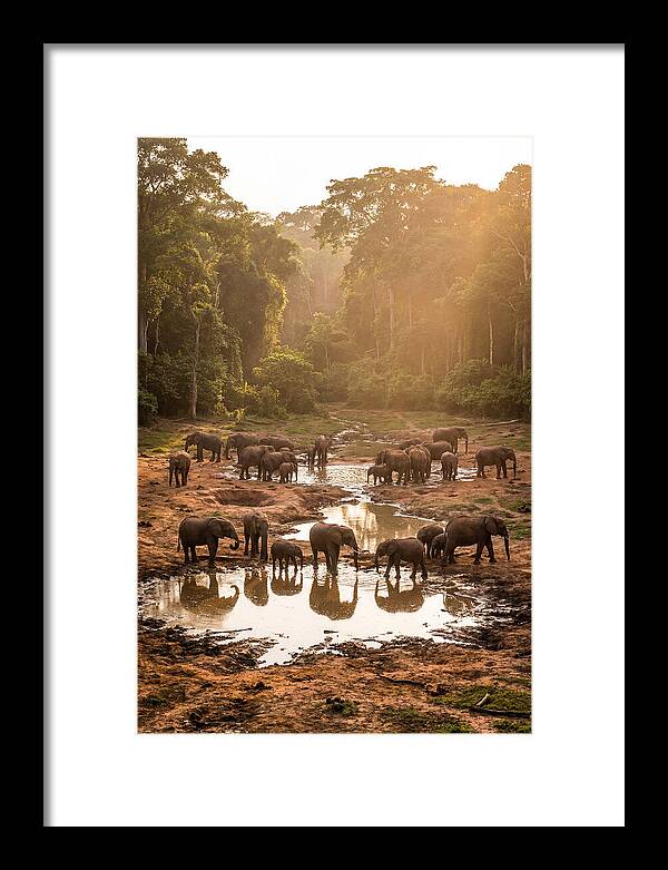 Dzanga Bai Elephants At Dusk