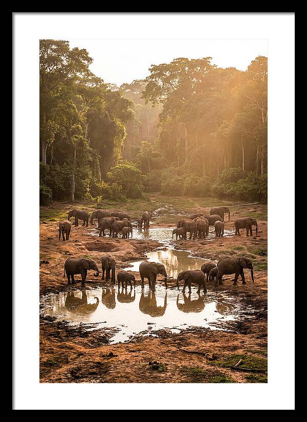 Dzanga Bai Elephants At Dusk