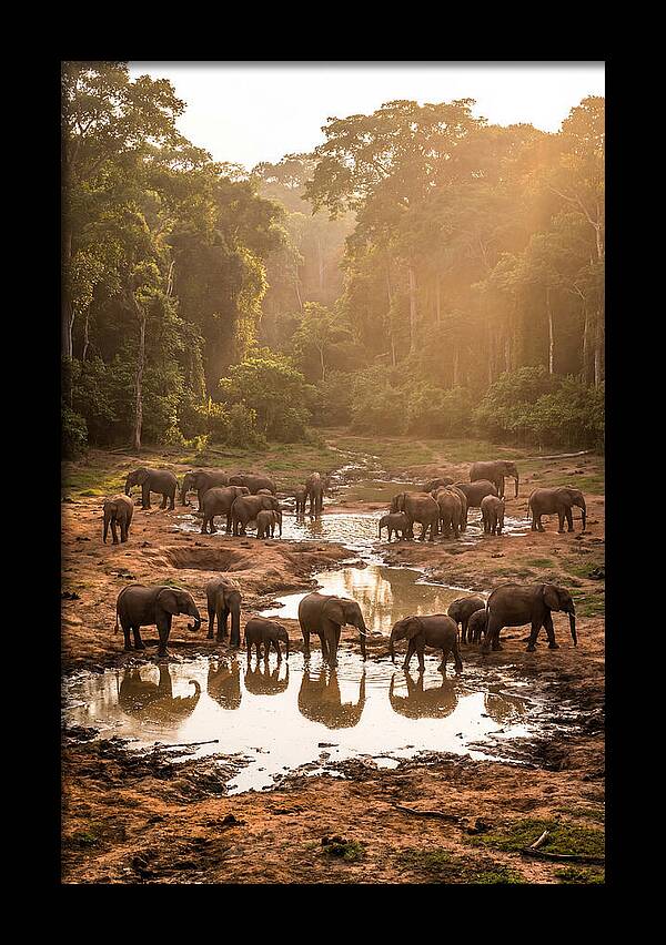Dzanga Bai Elephants At Dusk