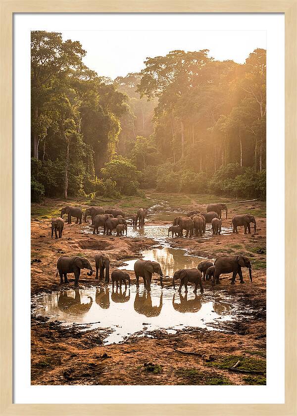Dzanga Bai Elephants At Dusk