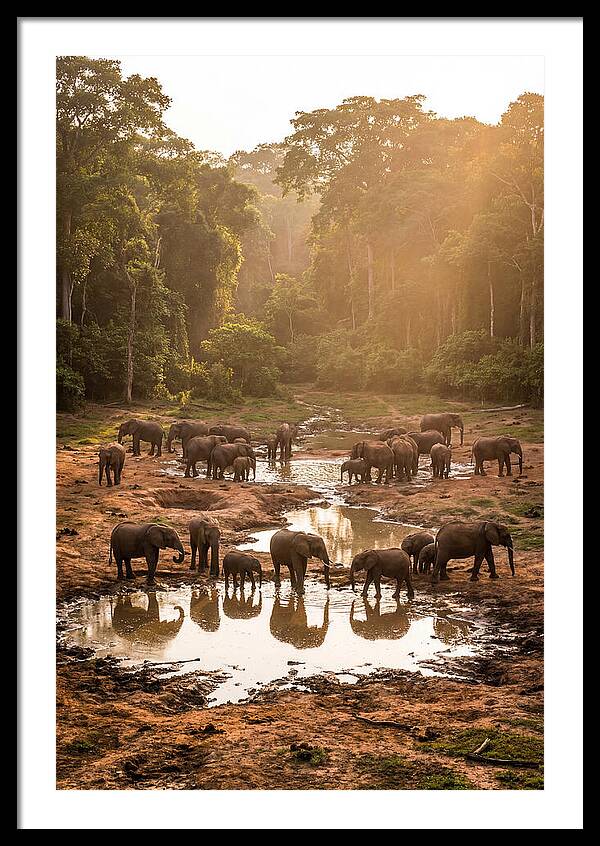 Dzanga Bai Elephants At Dusk