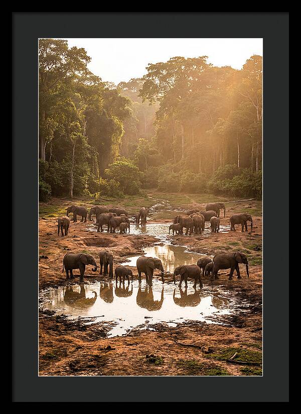 Dzanga Bai Elephants At Dusk