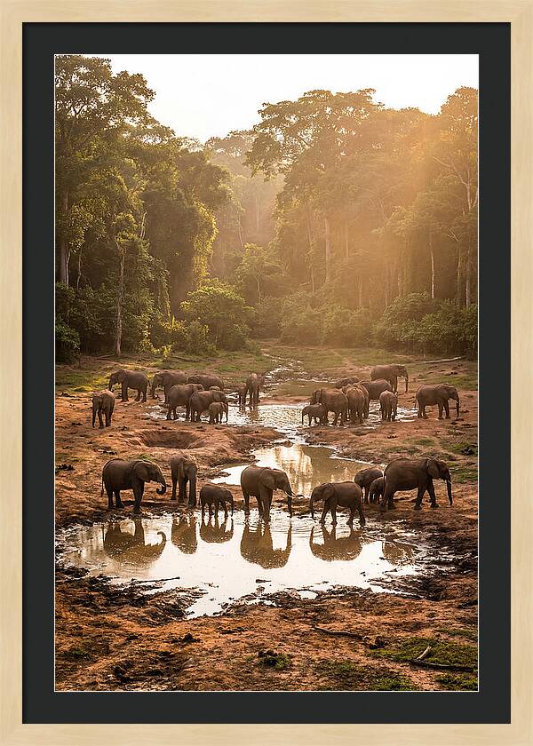Dzanga Bai Elephants At Dusk