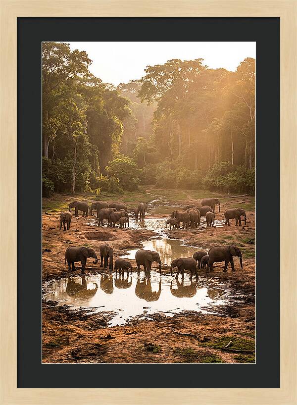 Dzanga Bai Elephants At Dusk