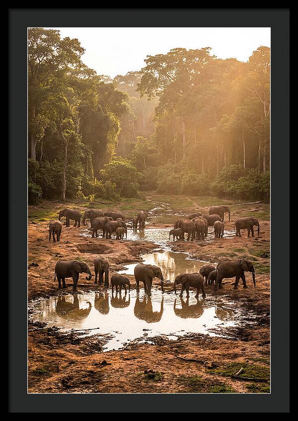 Dzanga Bai Elephants At Dusk