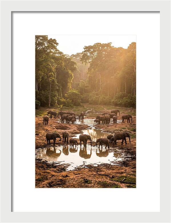 Dzanga Bai Elephants At Dusk