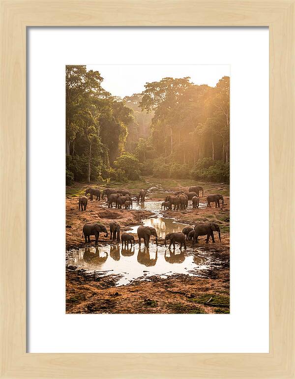 Dzanga Bai Elephants At Dusk
