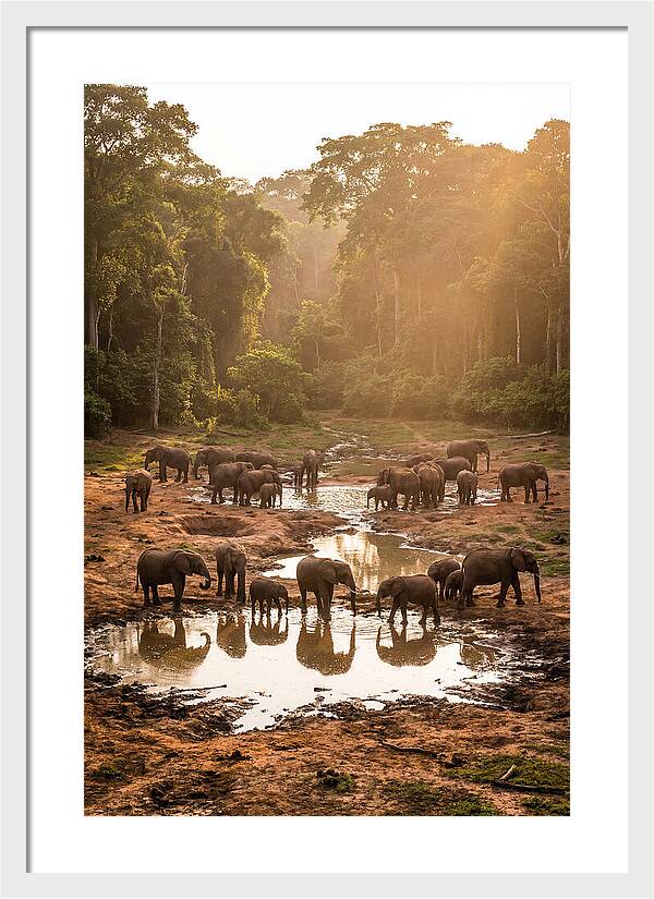 Dzanga Bai Elephants At Dusk