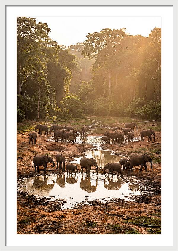 Dzanga Bai Elephants At Dusk