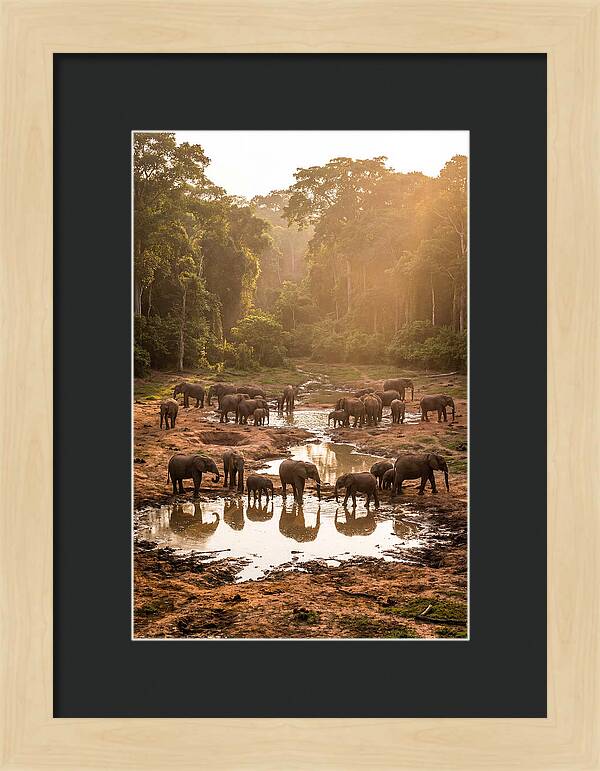 Dzanga Bai Elephants At Dusk