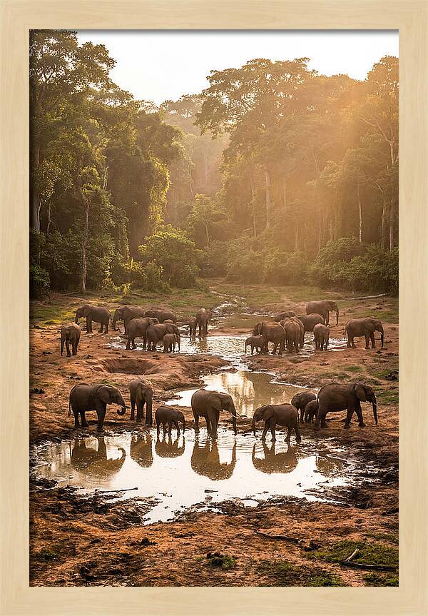 Dzanga Bai Elephants At Dusk