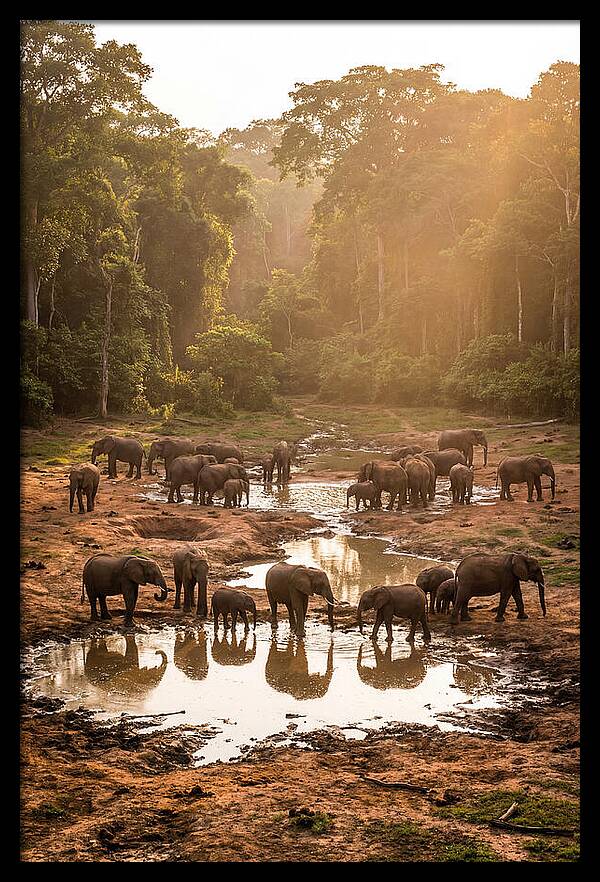 Dzanga Bai Elephants At Dusk