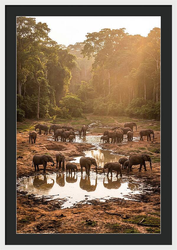 Dzanga Bai Elephants At Dusk