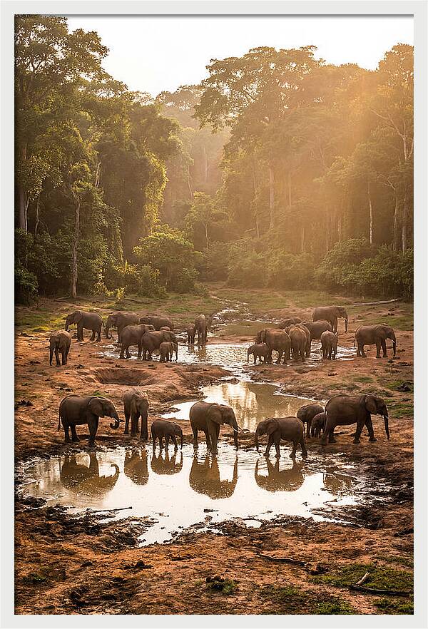 Dzanga Bai Elephants At Dusk