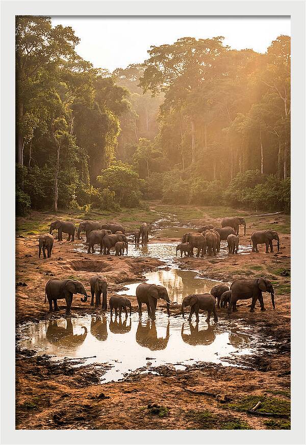 Dzanga Bai Elephants At Dusk