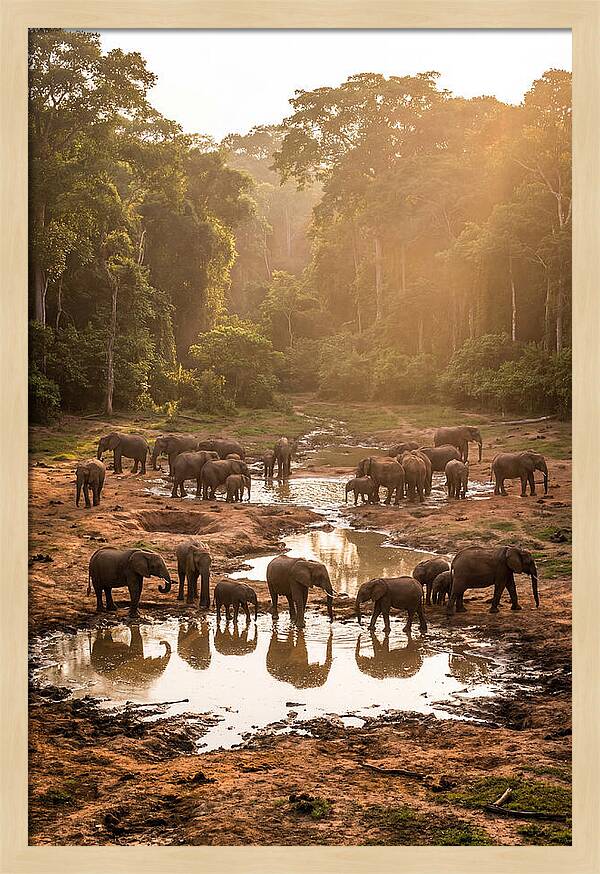 Dzanga Bai Elephants At Dusk