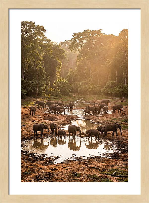 Dzanga Bai Elephants At Dusk