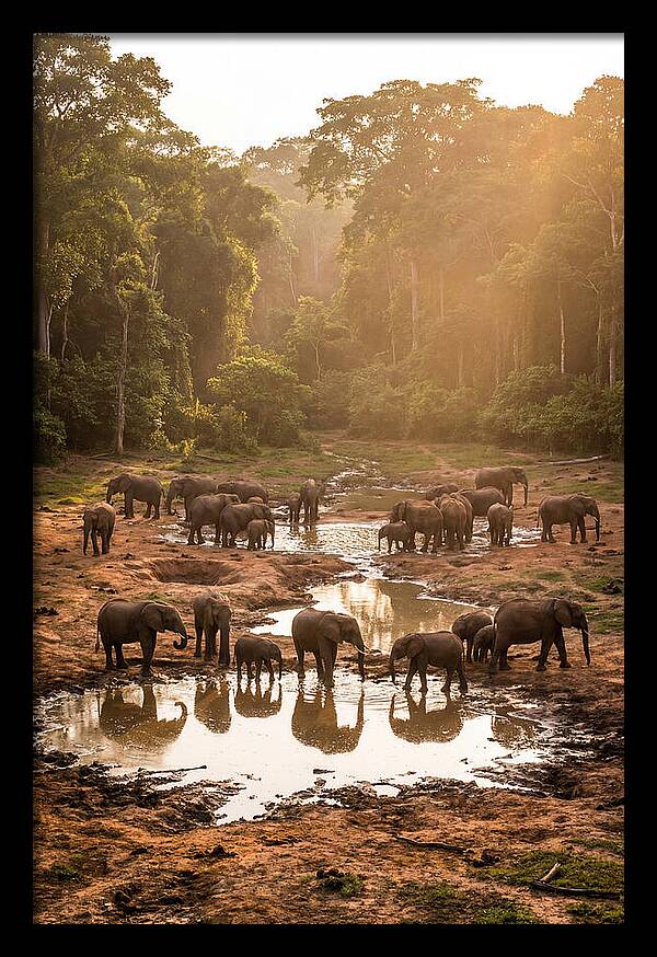 Dzanga Bai Elephants At Dusk