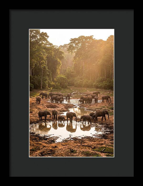 Dzanga Bai Elephants At Dusk
