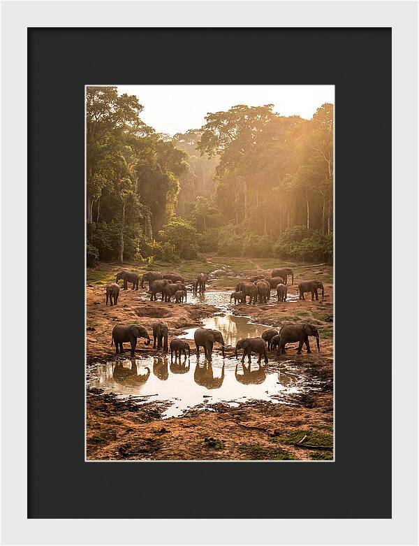 Dzanga Bai Elephants At Dusk