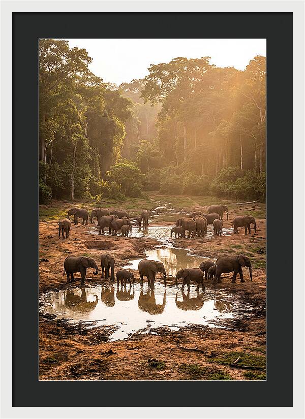 Dzanga Bai Elephants At Dusk