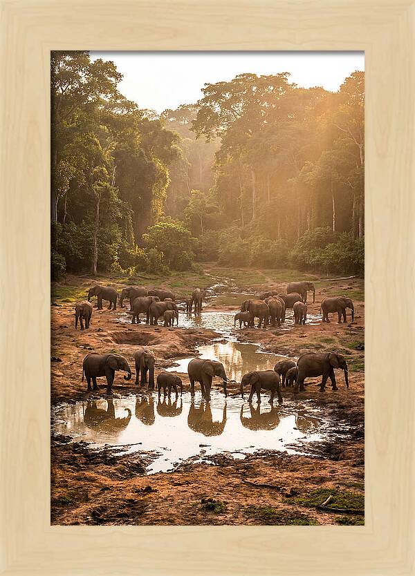 Dzanga Bai Elephants At Dusk