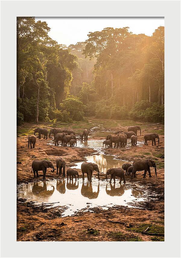 Dzanga Bai Elephants At Dusk