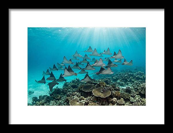 Eagle Rays In Formation