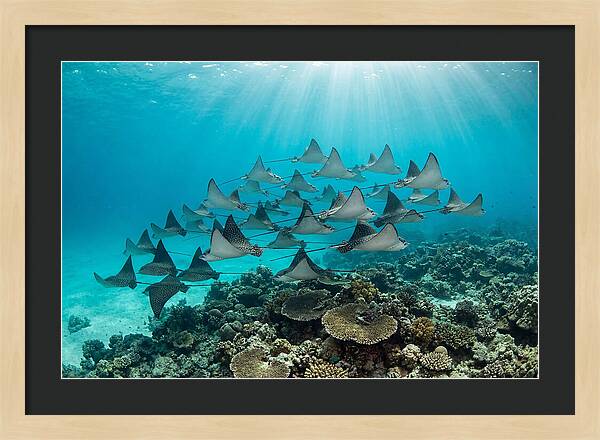 Eagle Rays In Formation