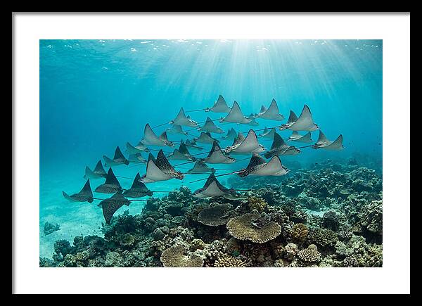 Eagle Rays In Formation