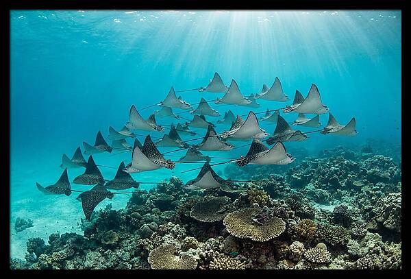 Eagle Rays In Formation
