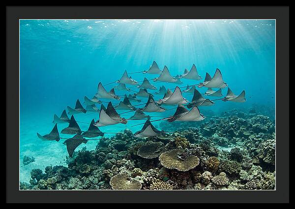 Eagle Rays In Formation