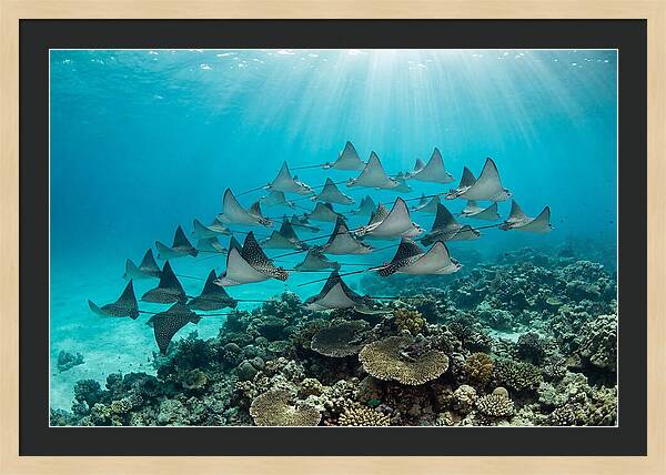 Eagle Rays In Formation