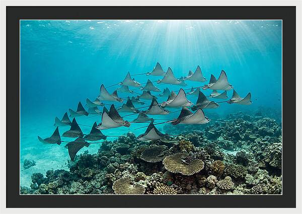 Eagle Rays In Formation