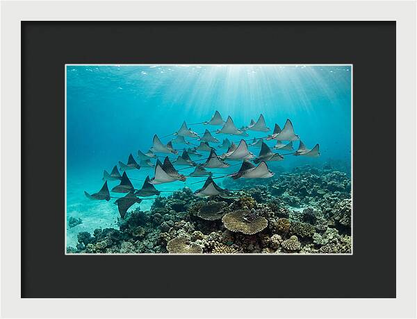Eagle Rays In Formation