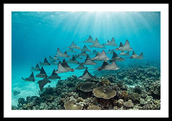 Eagle Rays In Formation