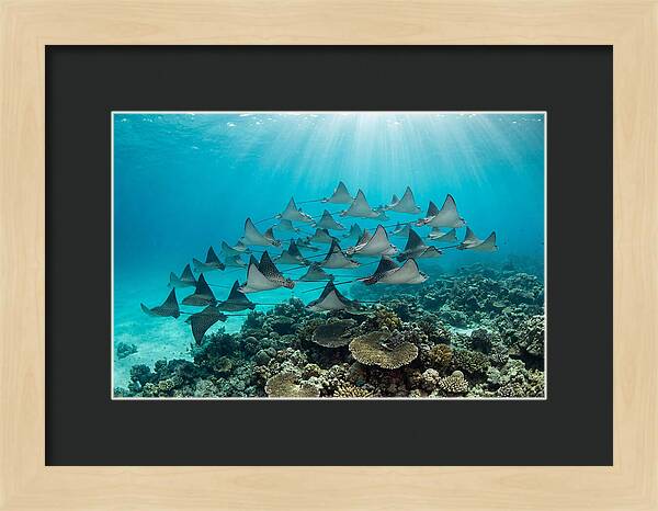 Eagle Rays In Formation