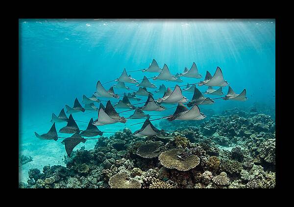 Eagle Rays In Formation