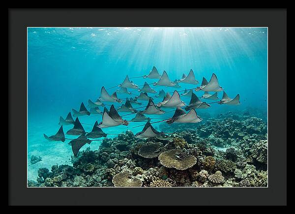 Eagle Rays In Formation