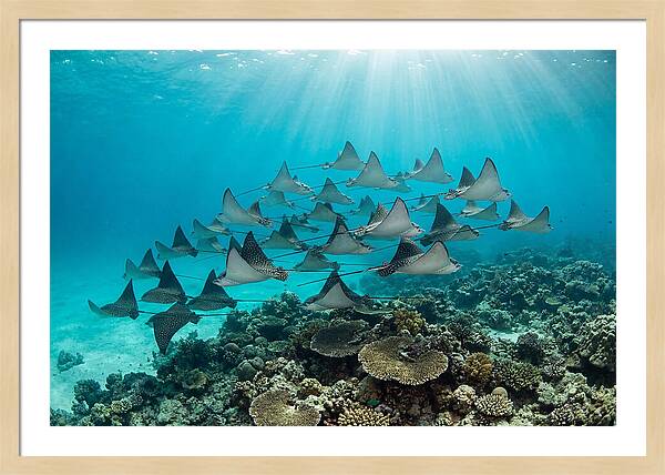 Eagle Rays In Formation