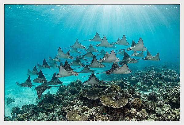 Eagle Rays In Formation