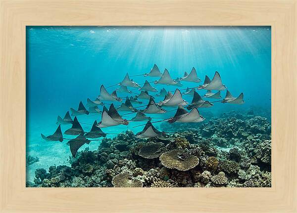 Eagle Rays In Formation