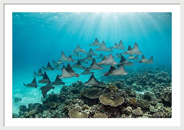 Eagle Rays In Formation
