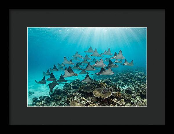 Eagle Rays In Formation