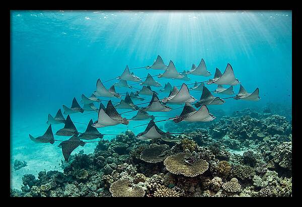 Eagle Rays In Formation