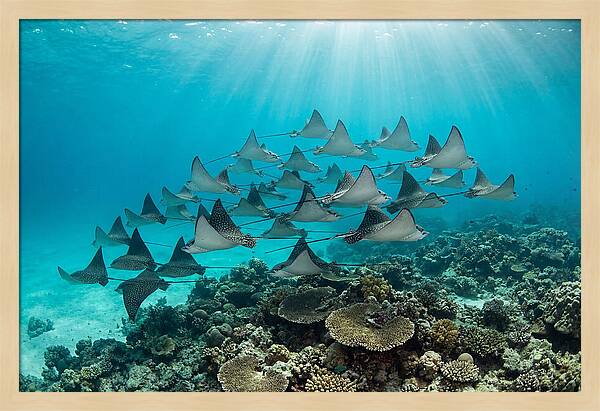 Eagle Rays In Formation