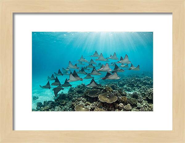 Eagle Rays In Formation