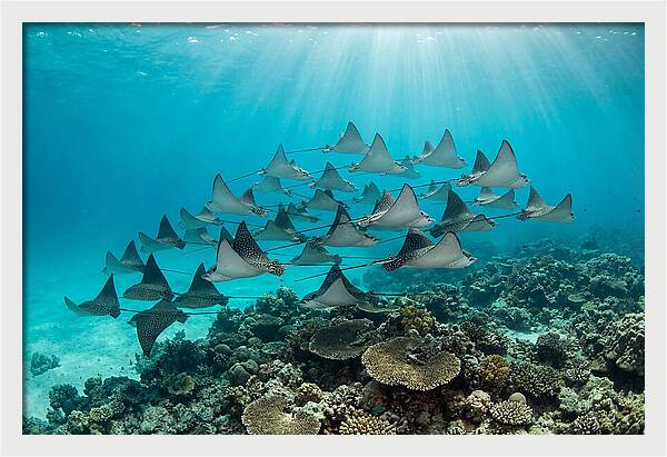 Eagle Rays In Formation